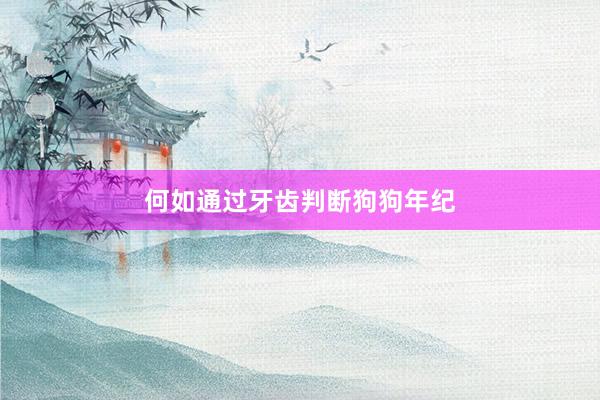 何如通过牙齿判断狗狗年纪